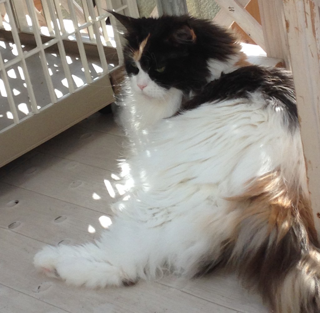 別の猫カフェの猫